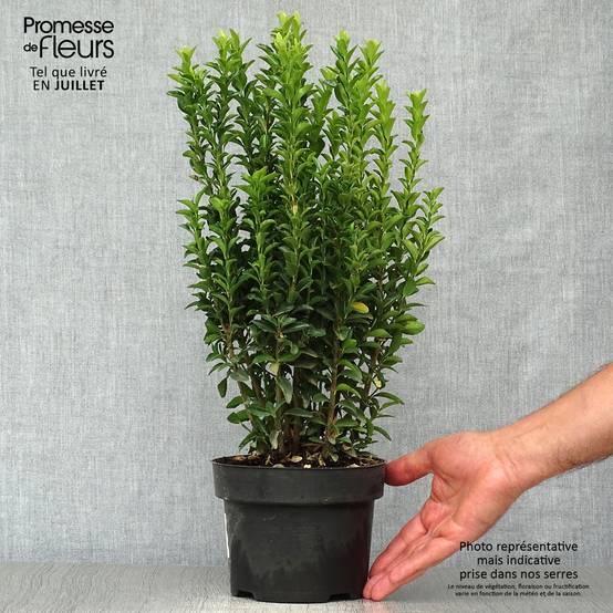 Promesse de Fleurs - Euonymus japonicus Jean Hugues - Fusain du Japon Pot de 2L/3L - Image 2