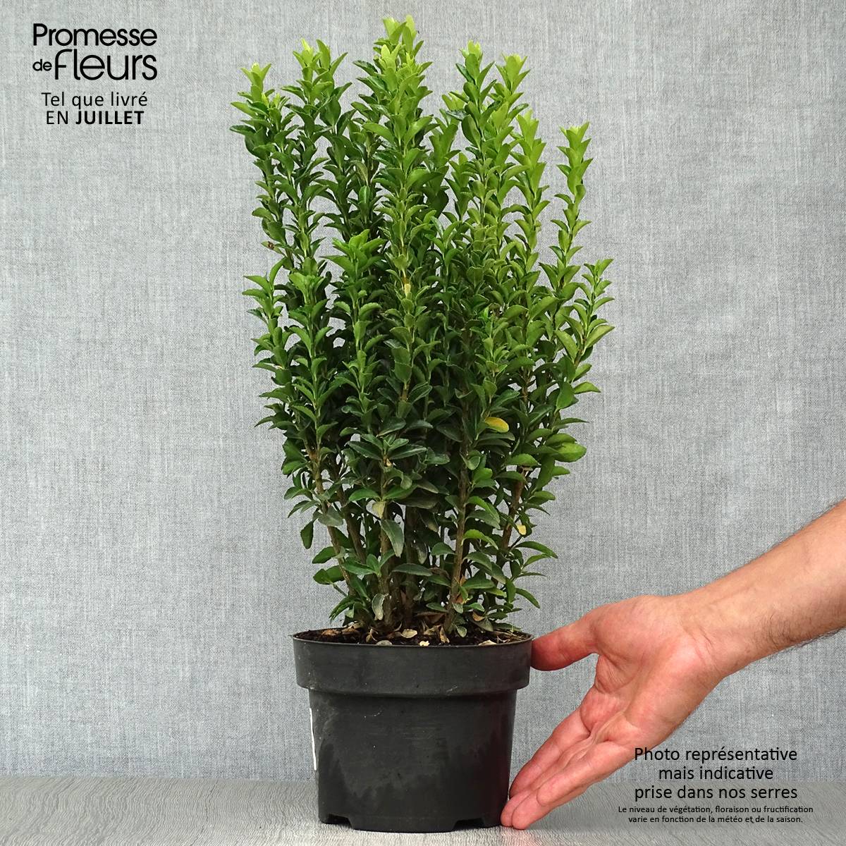 Promesse de Fleurs - Euonymus japonicus Jean Hugues - Fusain du Japon   Pot de 2L/3L - Image 2