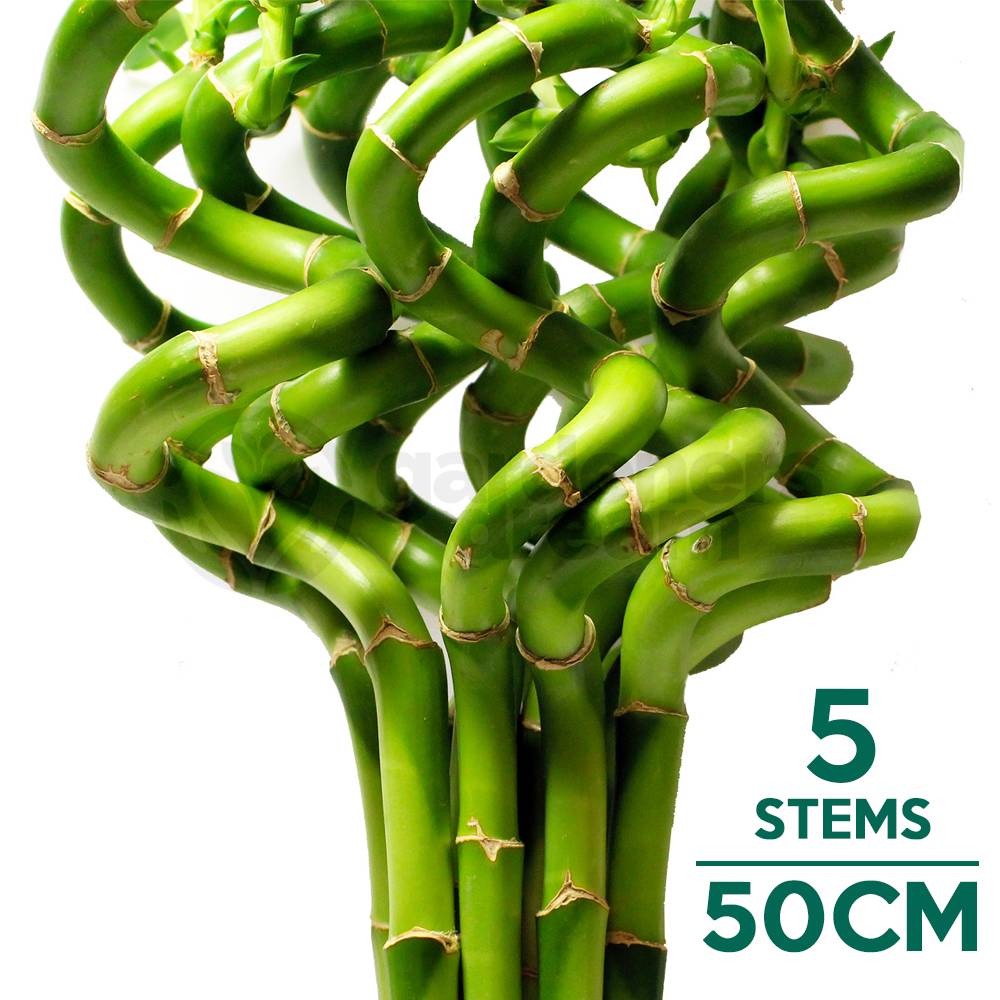 Gardenersdream - Lucky Bambou 40 Cm - 5 Tiges Spiralées - Plante D'Intérieur En Pot Rebord De Fenêtre - GardenersDream - Imagen 1