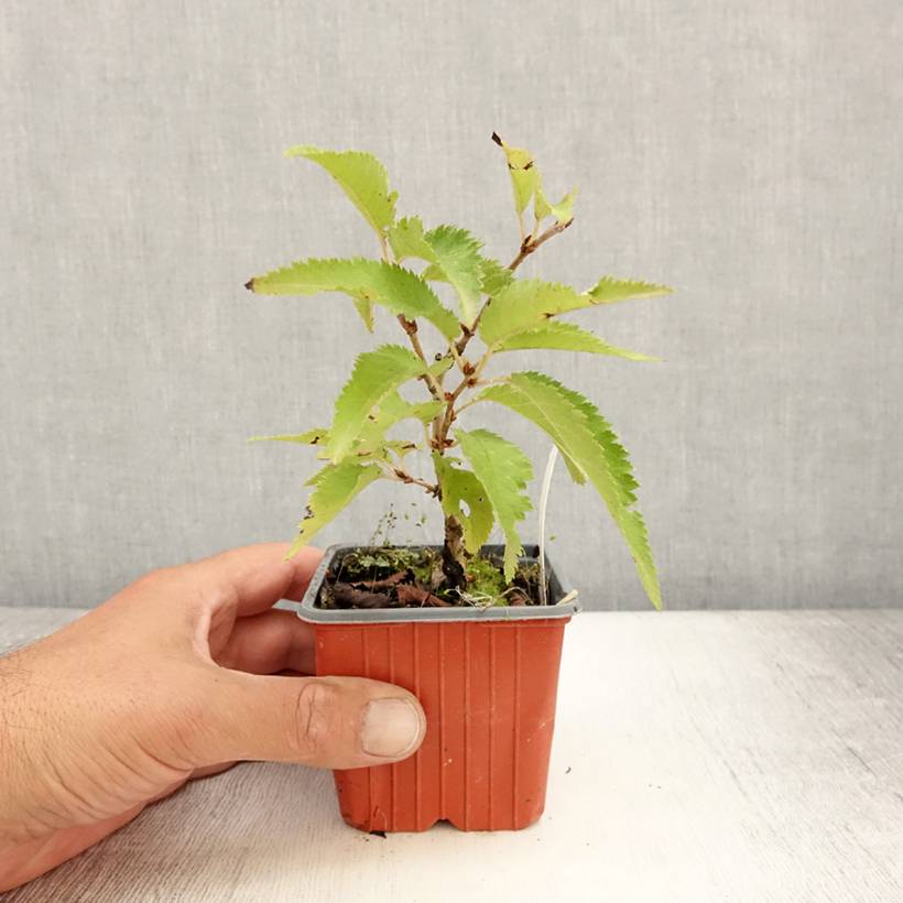 Promesse de Fleurs - Cerisier à fleurs - Prunus nipponica Brillant Godet de 8/9 cm - Image 2