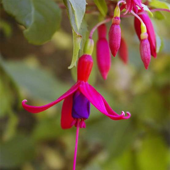 Fuchsia Genii Pot de 2L/3L - Image 1