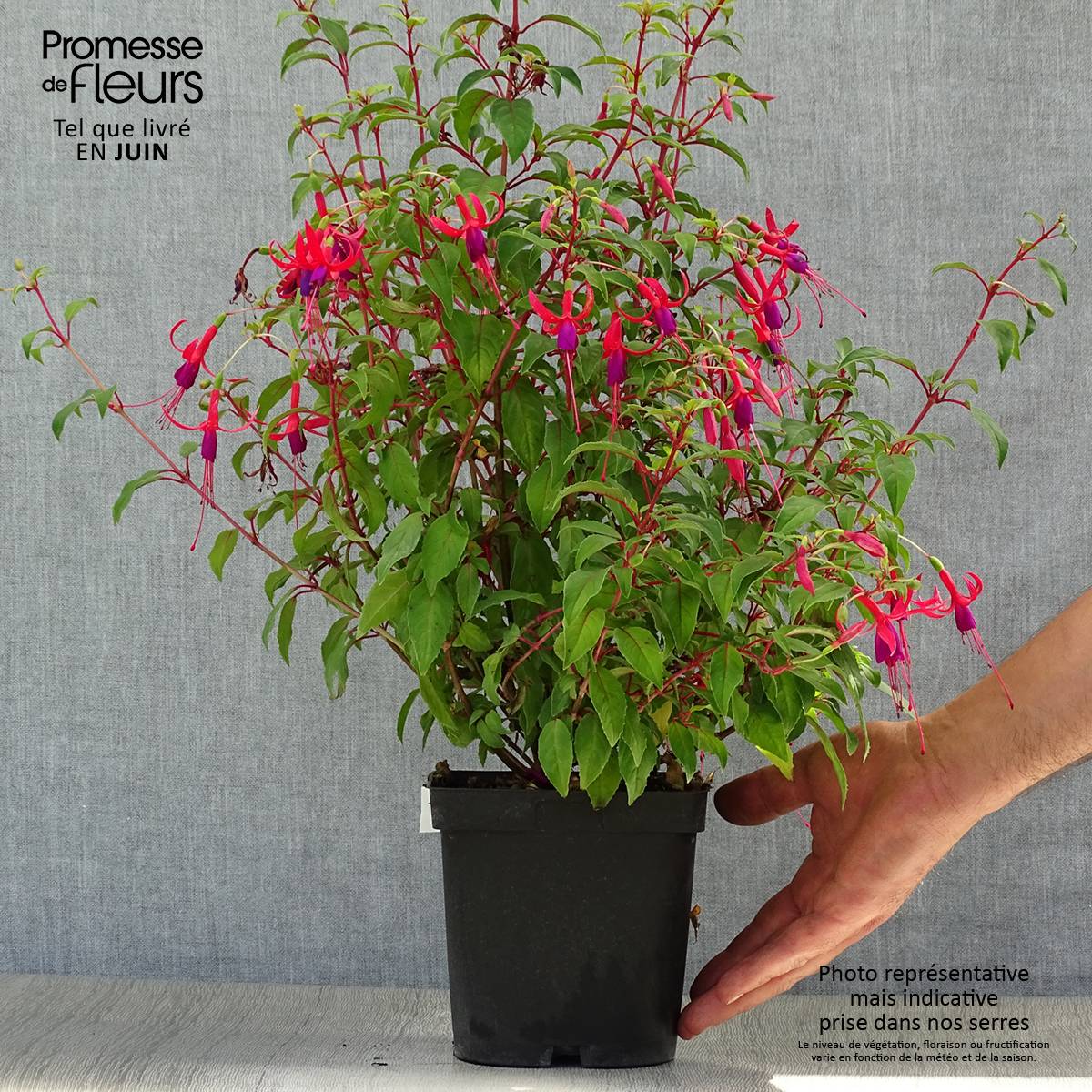 Fuchsia Genii Pot de 2L/3L - Image 2