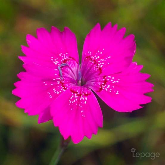 3 Oeillets à Delta 'Rosea' (Dianthus Deltoides 'Rosea') - Lot de 3 vivaces - Pépinières Naudet - Image 1