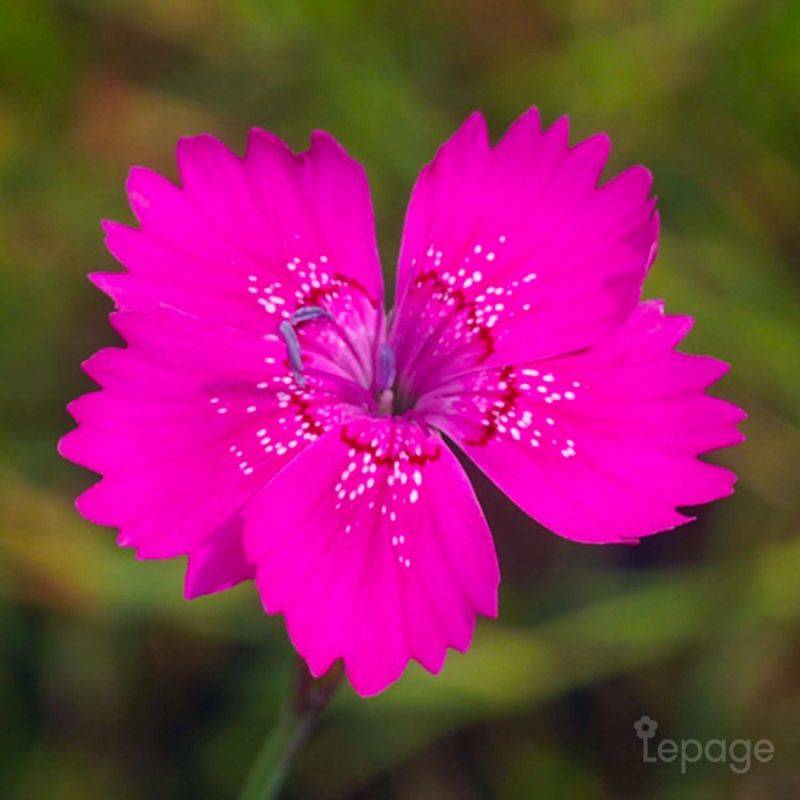 3 Oeillets à Delta 'Rosea' (Dianthus Deltoides 'Rosea') - Lot de 3 vivaces - Pépinières Naudet
