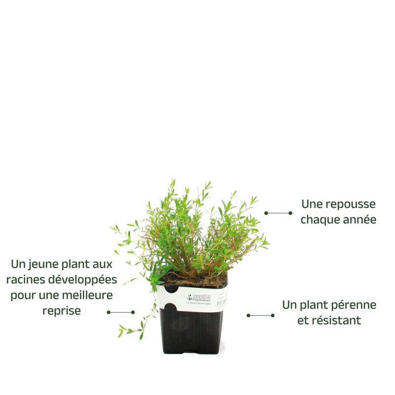 3 Oeillets à Delta 'Rosea' (Dianthus Deltoides 'Rosea') - Lot de 3 vivaces - Pépinières Naudet - Imagen 3