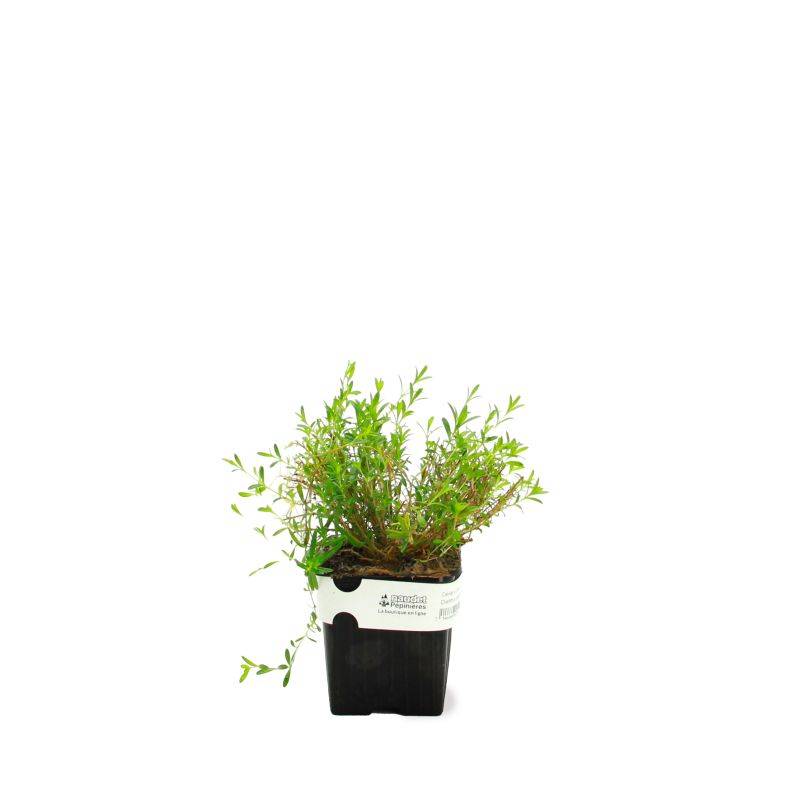 3 Oeillets à Delta 'Rosea' (Dianthus Deltoides 'Rosea') - Lot de 3 vivaces - Pépinières Naudet - Imagen 2