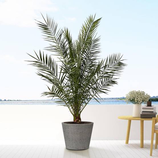 Pot Bucket Gris 58cm- La Green Touch - Image 2