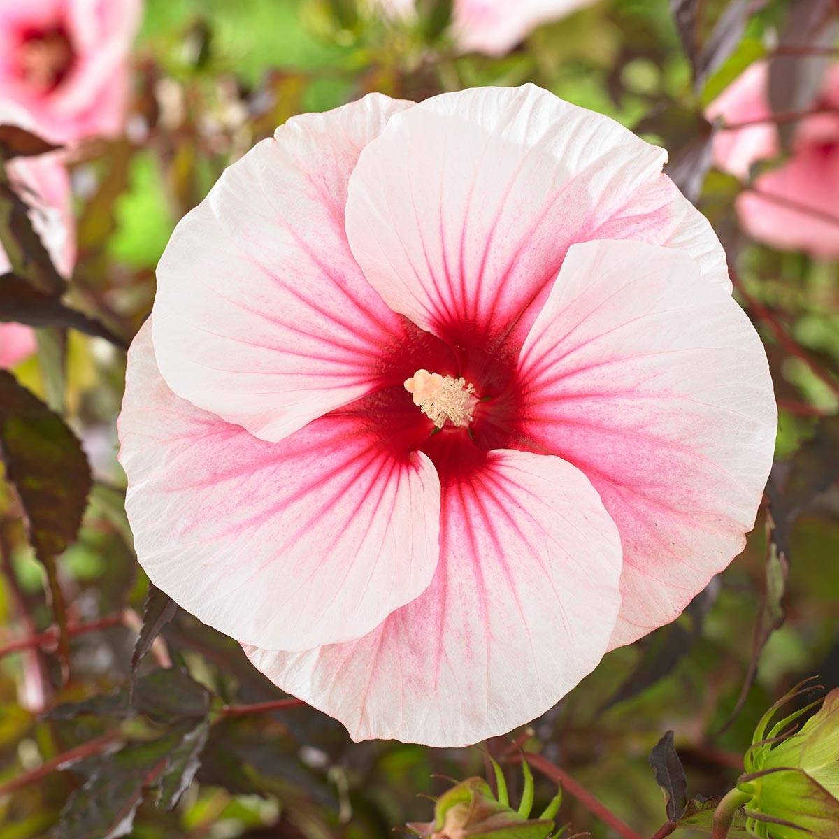 Hibiscus moscheutos Pink Candy - Hibiscus des marais Pot de 3L/4L - Image 1
