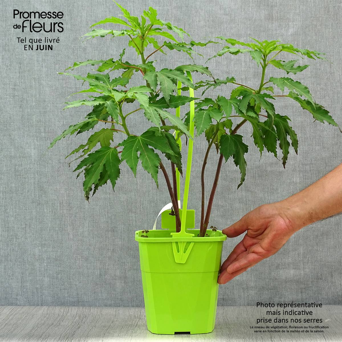 Hibiscus moscheutos Pink Candy - Hibiscus des marais Pot de 3L/4L - Image 2