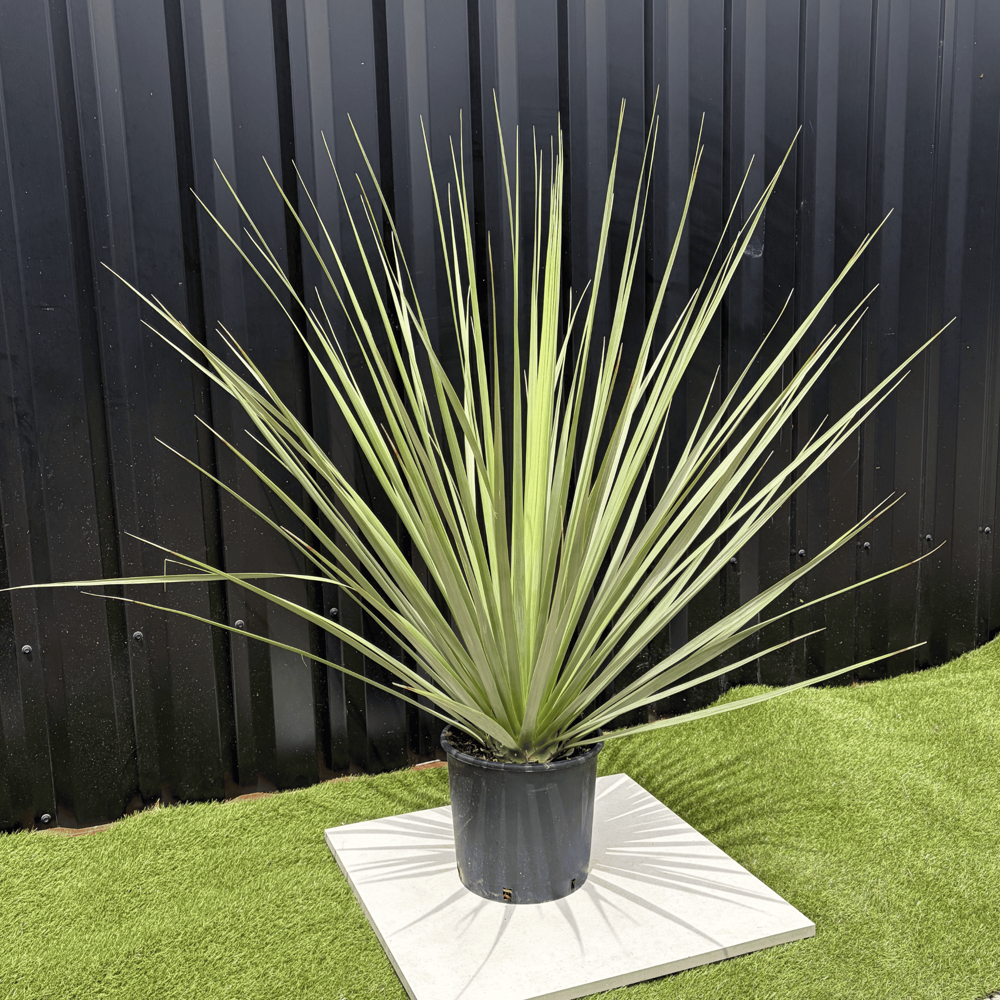 Nolina Nelsonii Hauteur 140 cm - Image 3