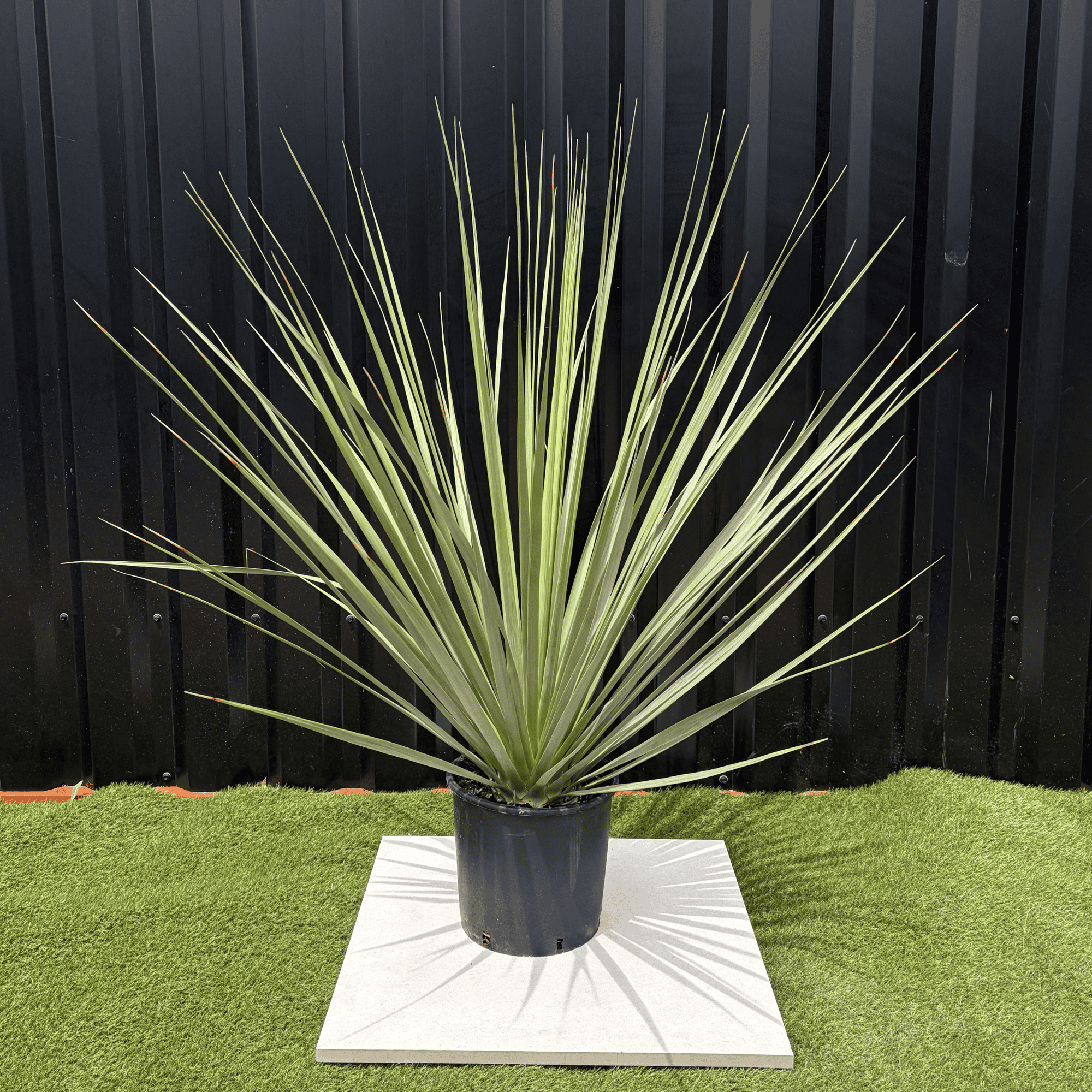Nolina Nelsonii Hauteur 140 cm - Image 1