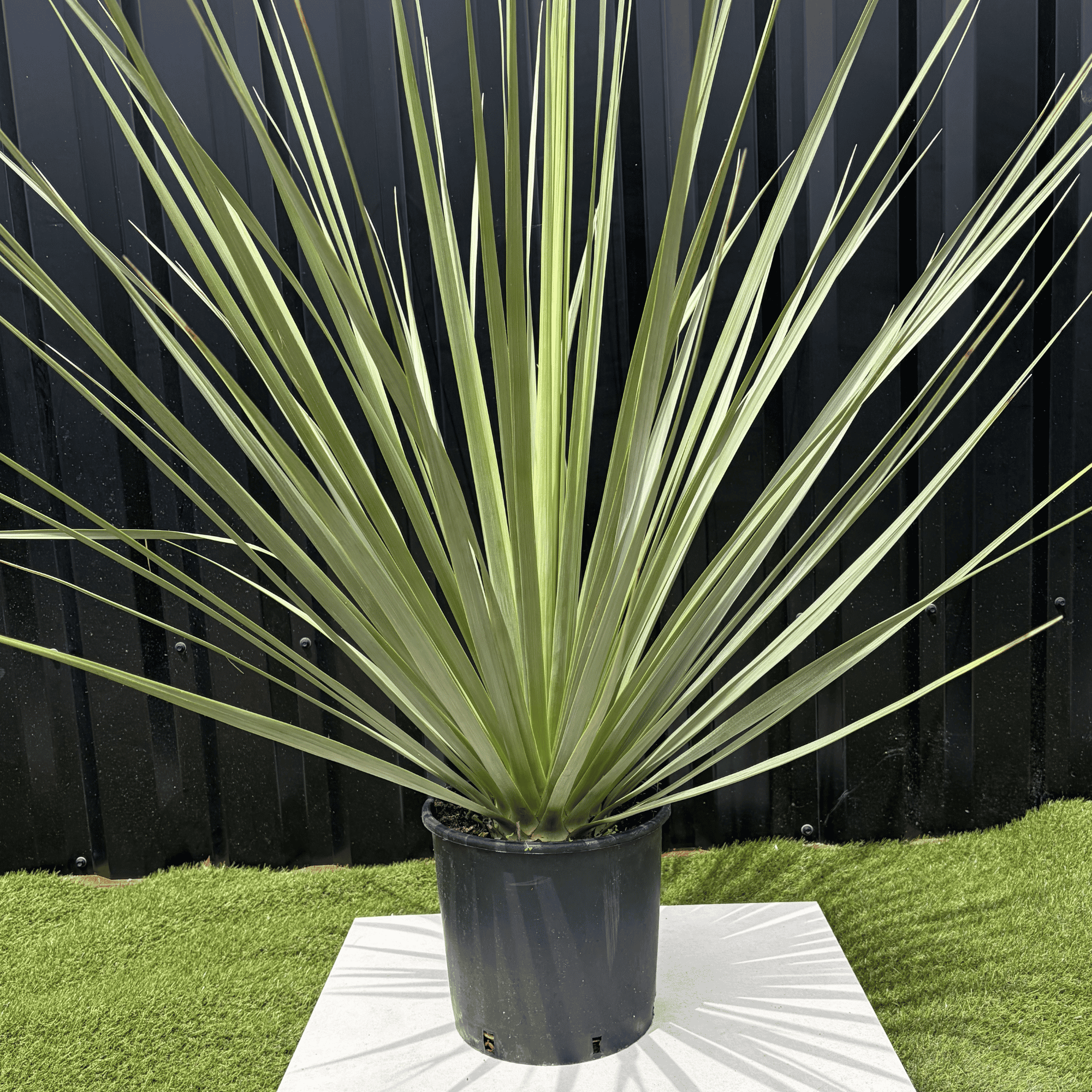 Nolina Nelsonii Hauteur 140 cm - Image 4