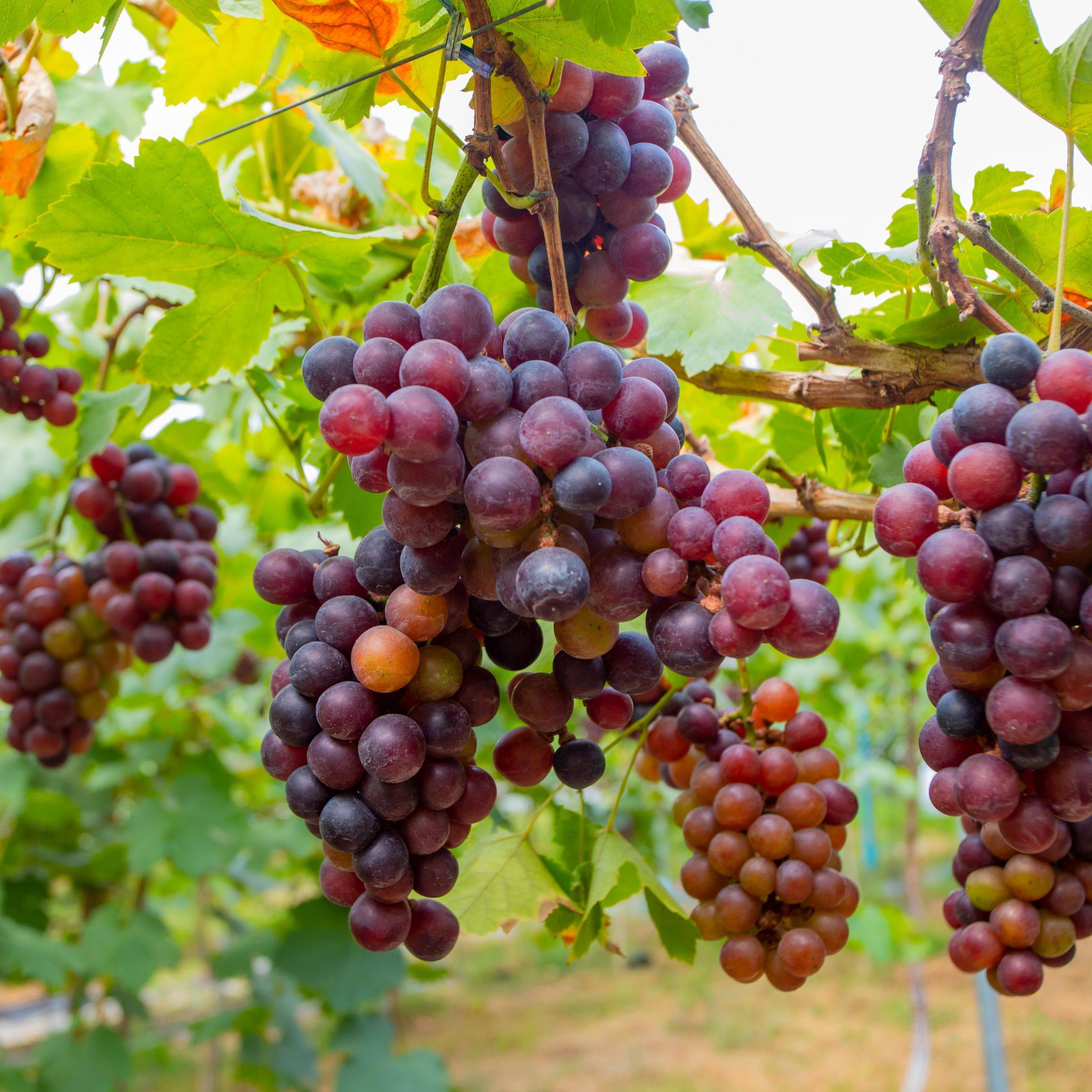 Vigne à raisin - Set de 3 - Vitis vinifera 'Pinot Gris' - Hauteur 25-40cm - ⌀9cm - Image 3