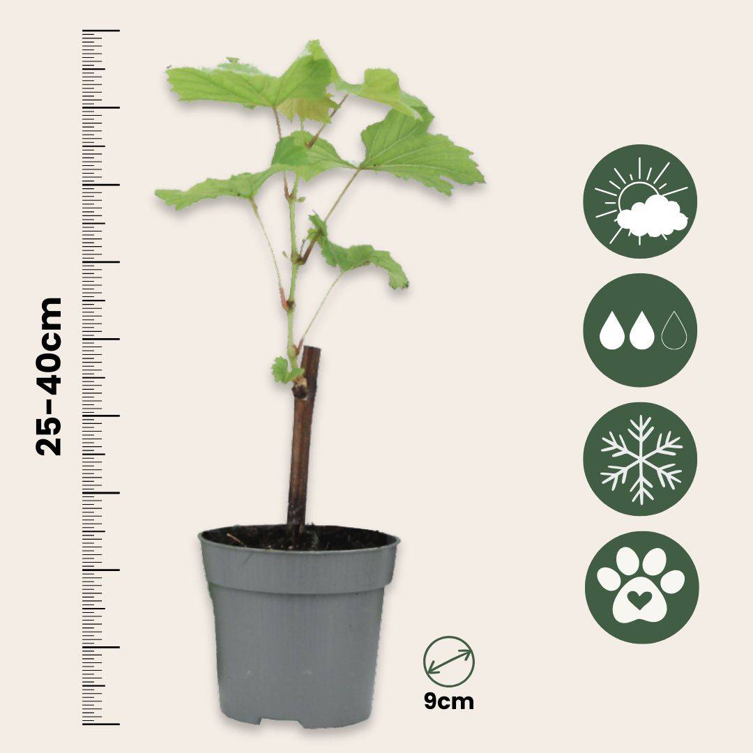 Vigne à raisin - Set de 3 - Vitis vinifera 'Pinot Gris' - Hauteur 25-40cm - ⌀9cm - Image 4