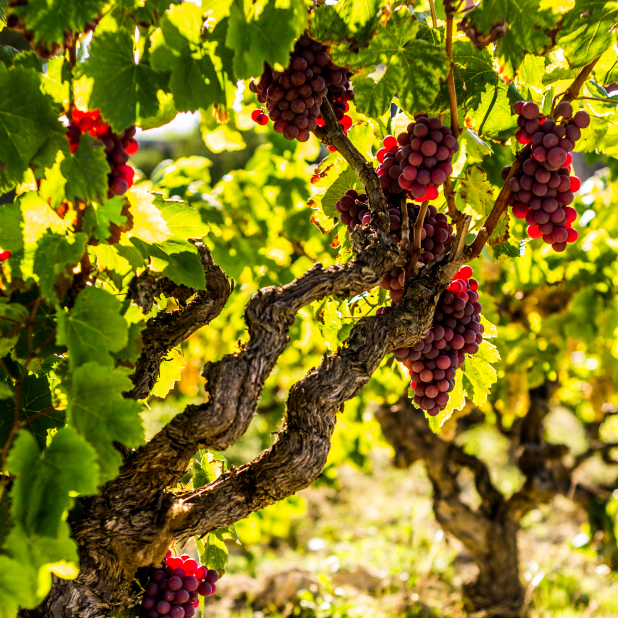 Vigne à raisin - Set de 3 - Vitis vinifera 'Pinot Gris' - Hauteur 25-40cm - ⌀9cm - Image 2