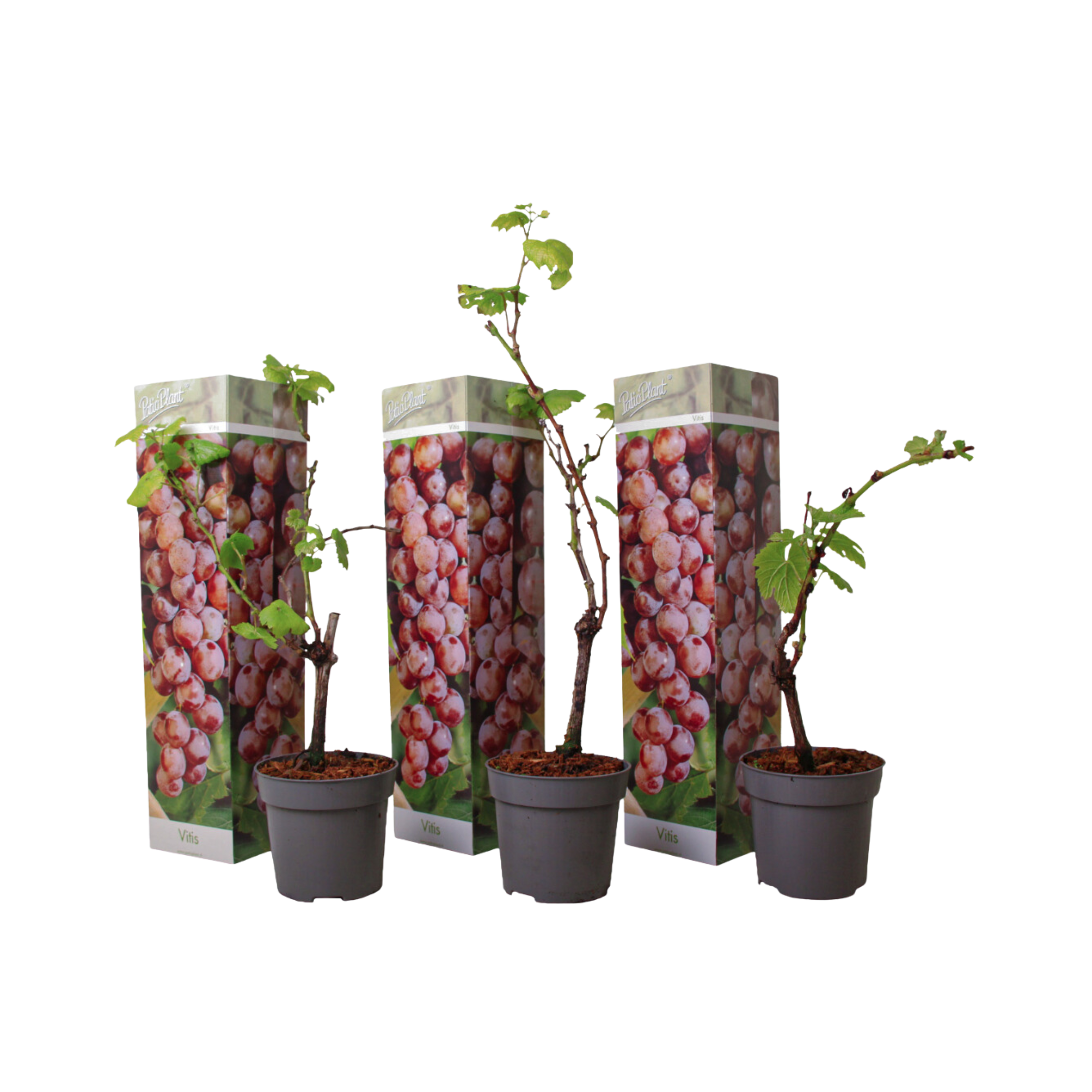 Vigne à raisin - Set de 3 - Vitis vinifera 'Pinot Gris' - Hauteur 25-40cm - ⌀9cm - Image 1