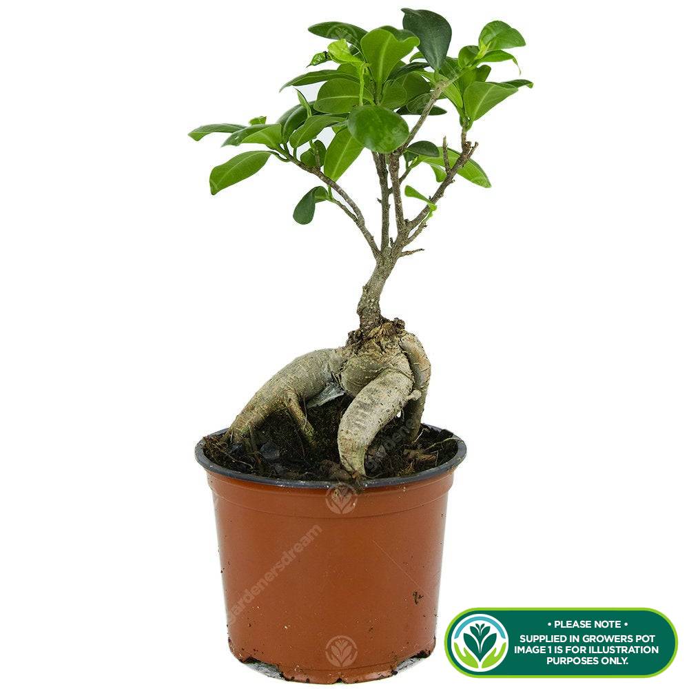 Gardenersdream - Cadeau Idéal Plante Pour La Maison Ou Le Bureau – Ficus Ginseng Bonsaï D’Intérieur Décoratif - GardenersDream - Imagen 2