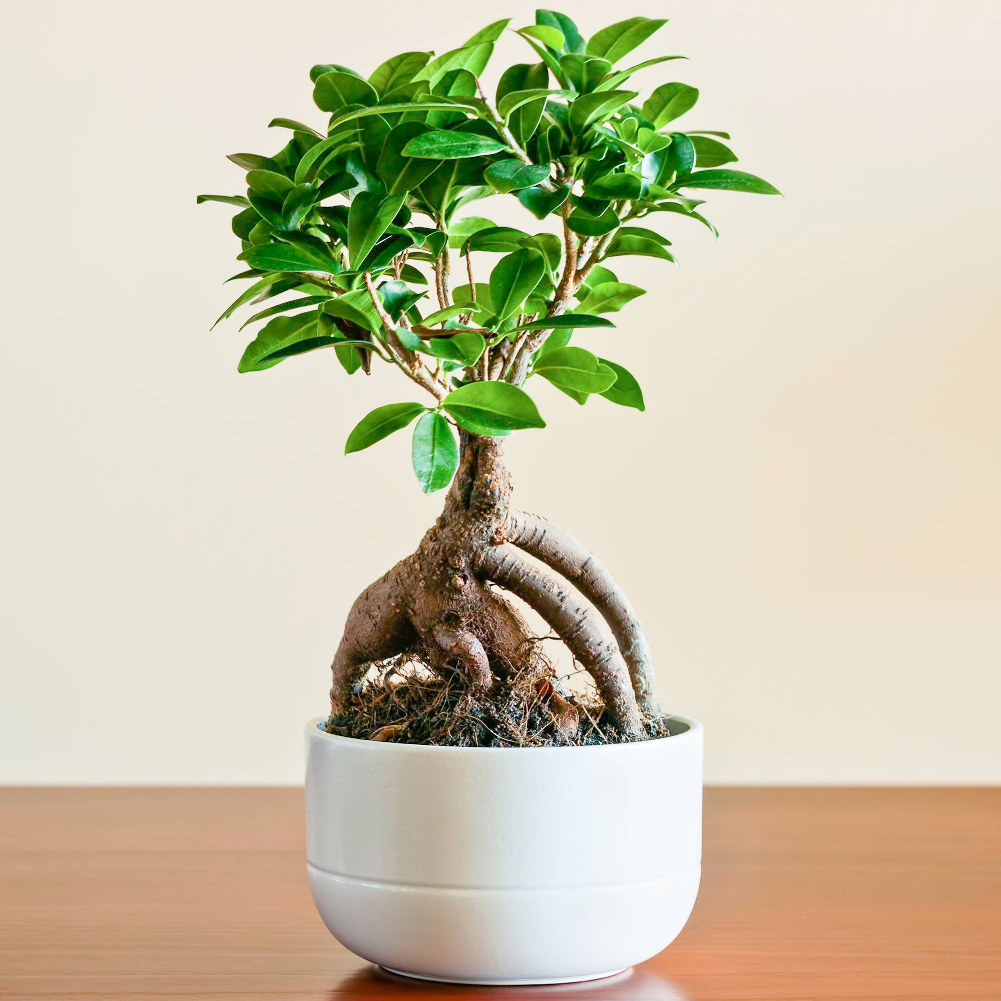 Gardenersdream - Cadeau Idéal Plante Pour La Maison Ou Le Bureau – Ficus Ginseng Bonsaï D’Intérieur Décoratif - GardenersDream - Imagen 1