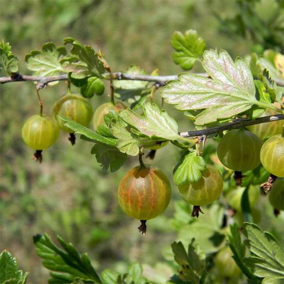 Promesse de Fleurs - Groseillier à maquereaux Hinnonmaki vert Godet de 8/9 cm