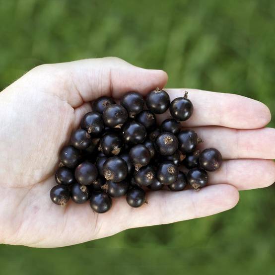 Cassissier Little Black Sugar Pot de 1,5L/2L, Buisson