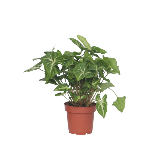 Plant In A Box - Patte-d'oie - Syngonium podophyllum 'Pixie' - Hauteur 25-40cm - ⌀12cm - Image 1