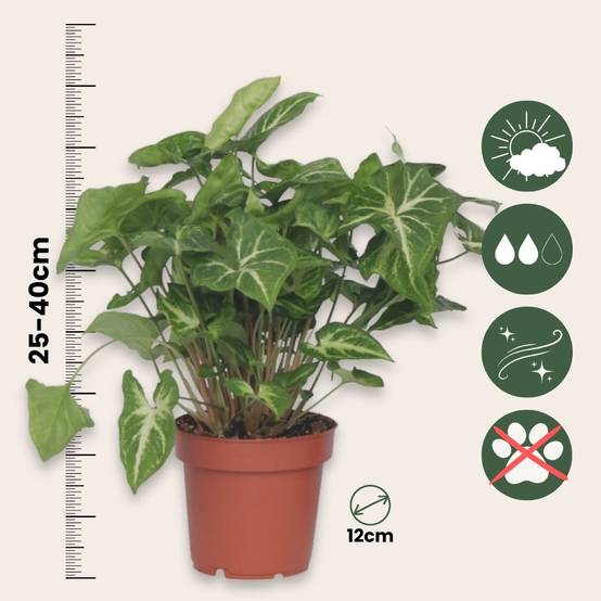 Plant In A Box - Patte-d'oie - Syngonium podophyllum 'Pixie' - Hauteur 25-40cm - ⌀12cm - Image 5