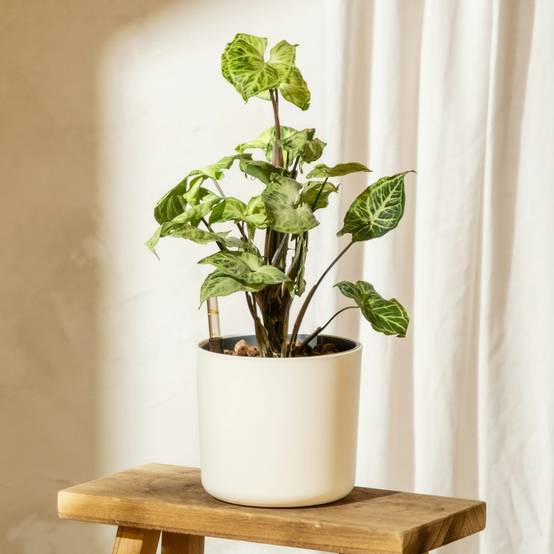 Plant In A Box - Patte-d'oie - Syngonium podophyllum 'Pixie' - Hauteur 25-40cm - ⌀12cm - Image 2
