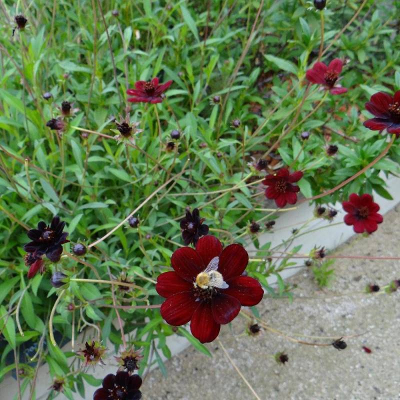 Cosmos chocolat Black Magic à fleurs Rouge/Noir - feuillage Caduc - Godet - 5/20 cm - Imagen 3