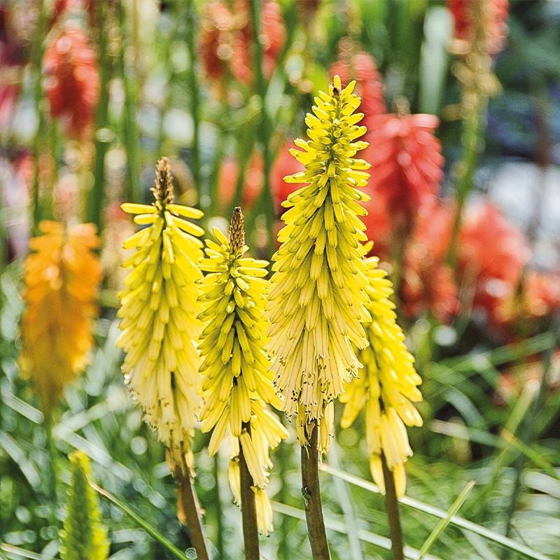 Tritoma - Kniphofia Lemon Popsicle Godet de 8/9 cm
