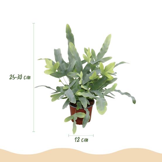 Phlebodium Aureum Bleu Star - H30cm - Image 3