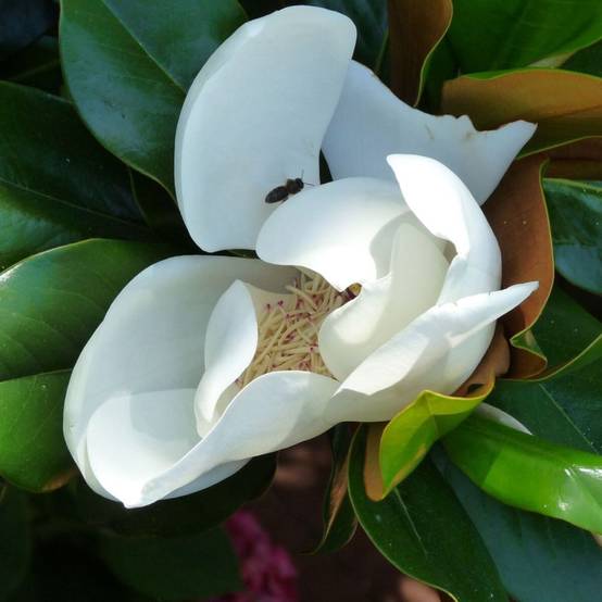 Magnolia à grandes fleurs Little Gem à fleurs Blanche - feuillage Persistant - Pot de 4L - 20/40 cm- hauteur à maturité De 3,00 m à 5,00 m - Image 1