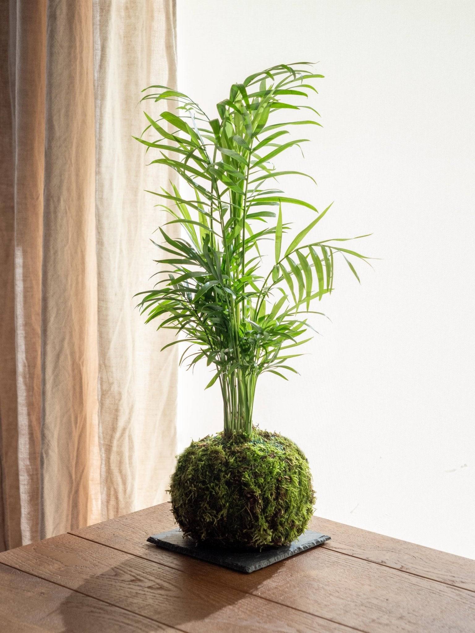 Kokedama - Chamaedorea- La Green Touch