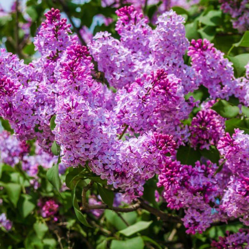 Lilas Commun 'Michel Buchner' (Syringa Vulgaris) - Godet - Taille 13/25cm - Pépinières Naudet