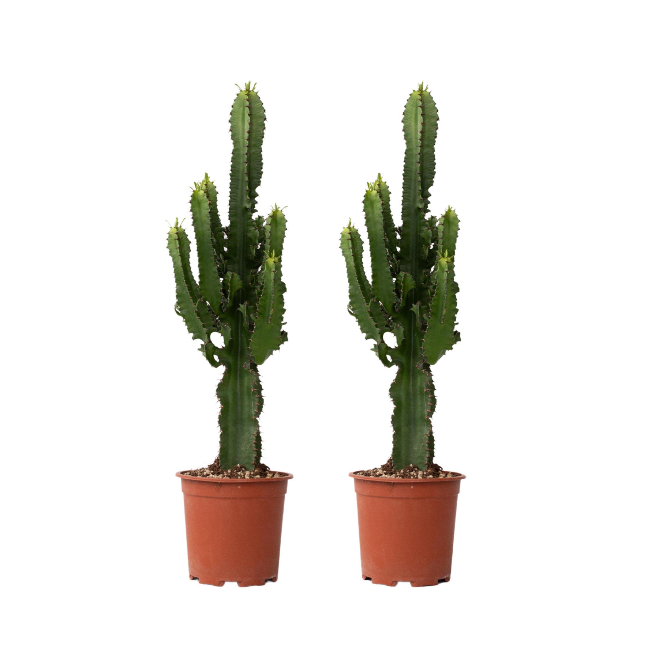 Euphorbe ingens - Set de 2 - Euphorbia ingens - Hauteur 50-60cm - ⌀17cm - Image 1