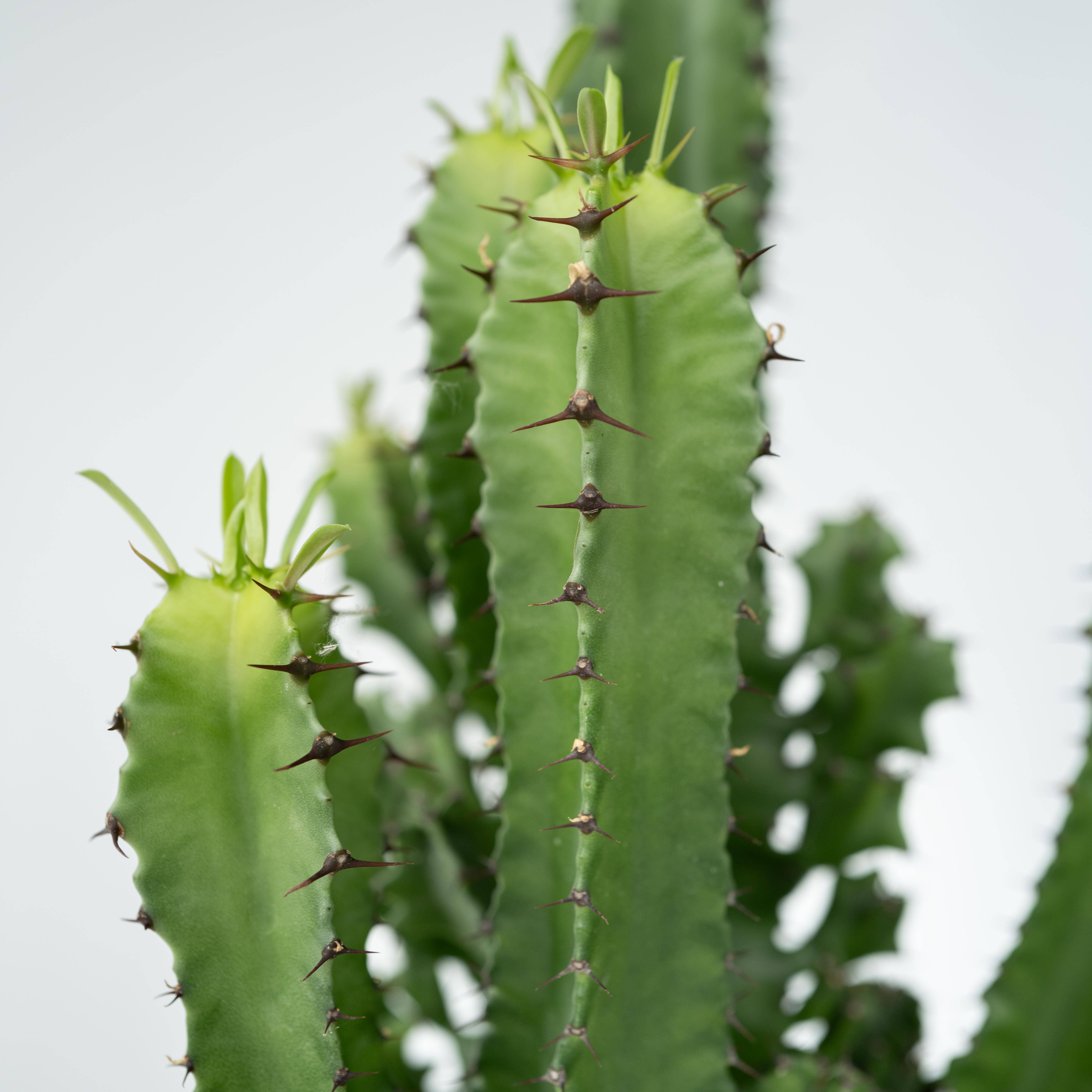 Euphorbe ingens - Set de 2 - Euphorbia ingens - Hauteur 50-60cm - ⌀17cm - Image 4
