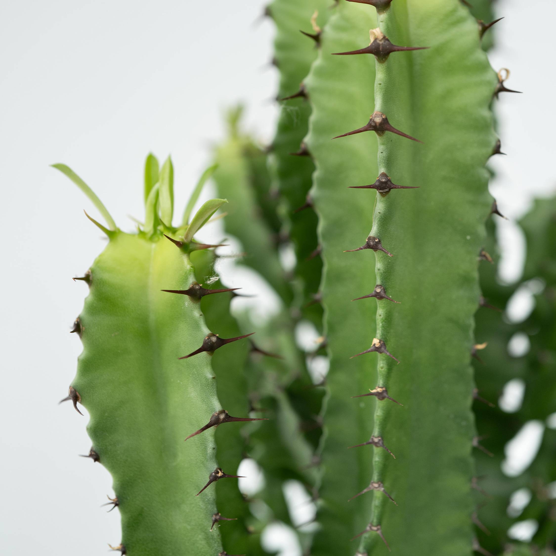 Euphorbe ingens - Set de 2 - Euphorbia ingens - Hauteur 50-60cm - ⌀17cm - Image 5