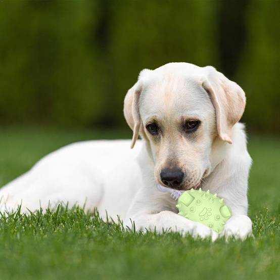 DtopbuyAge - Jouet dentaire pour chien - Patte de poulet à mâcher DtopbuyAge - Image 4