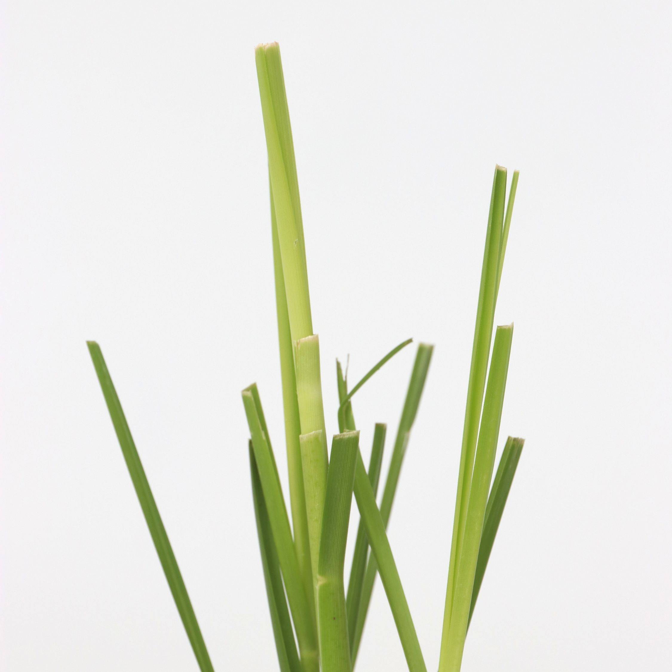 Herbe de la Pampa - Set de 6 - Cortaderia selloana - Hauteur 25-40cm - ⌀9cm - Imagen 3