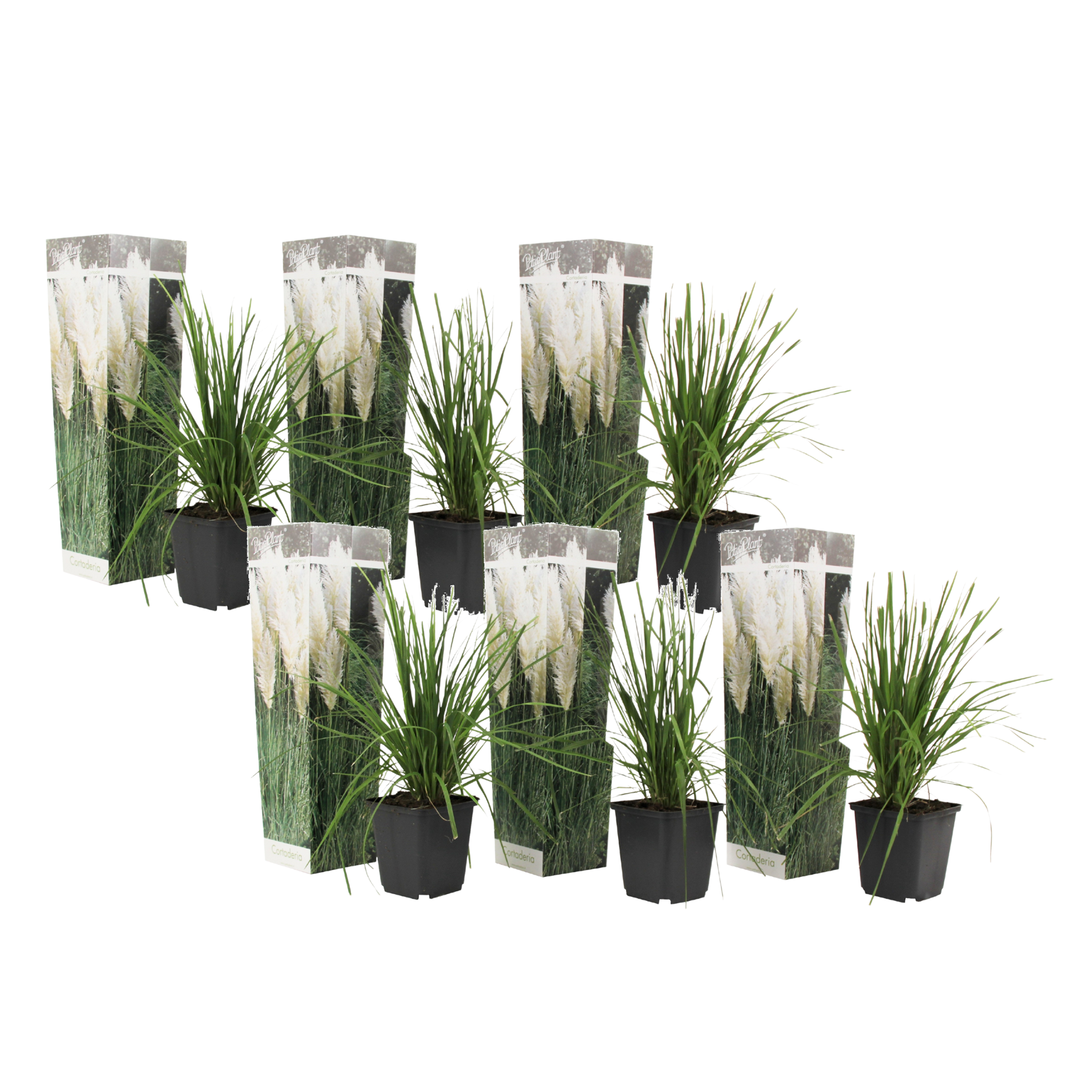 Herbe de la Pampa - Set de 6 - Cortaderia selloana - Hauteur 25-40cm - ⌀9cm - Imagen 1