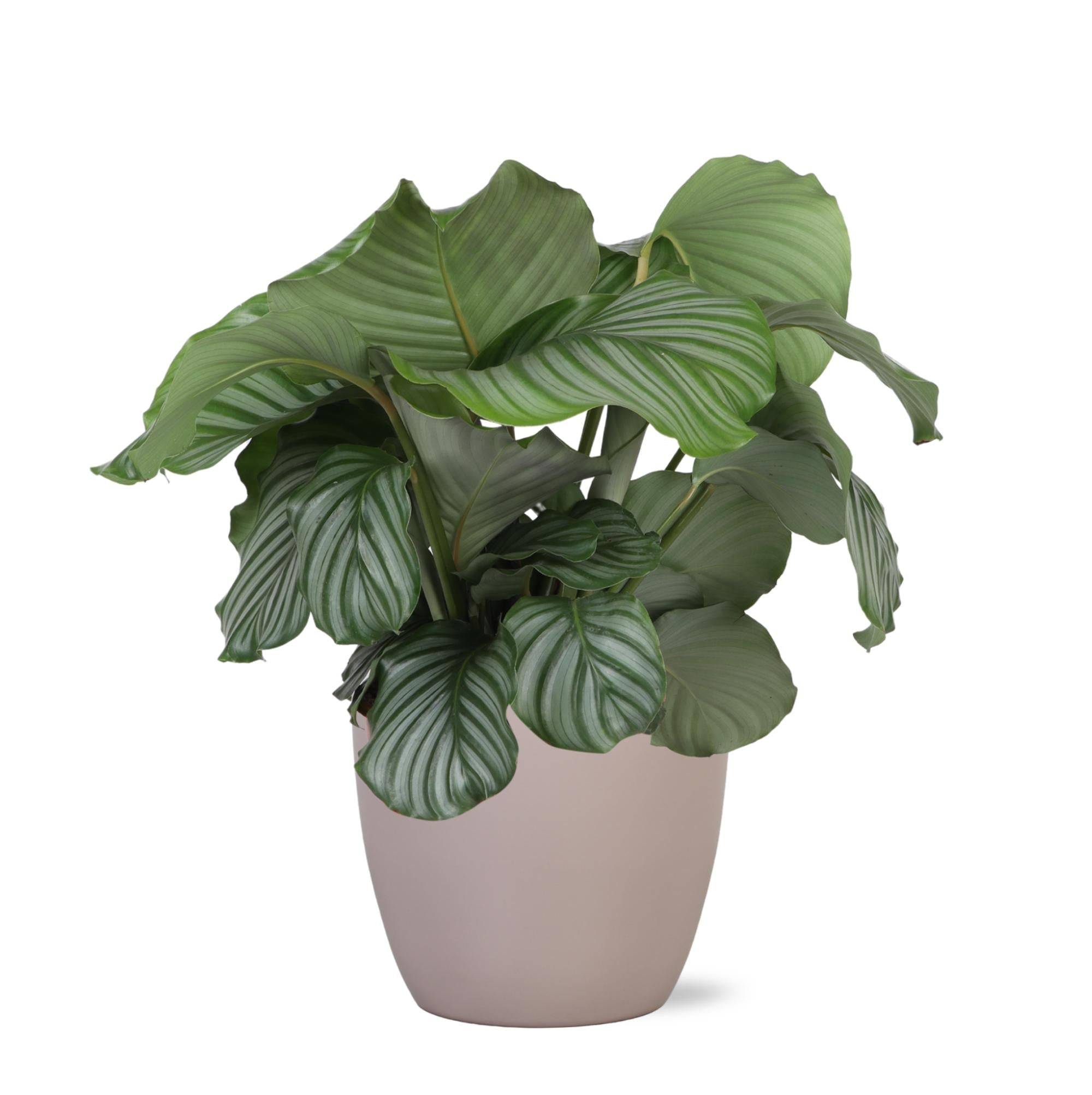 La Green Touch - Calathea Orbifolia et son pot- La Green Touch Taupe - Hauteur 70cm