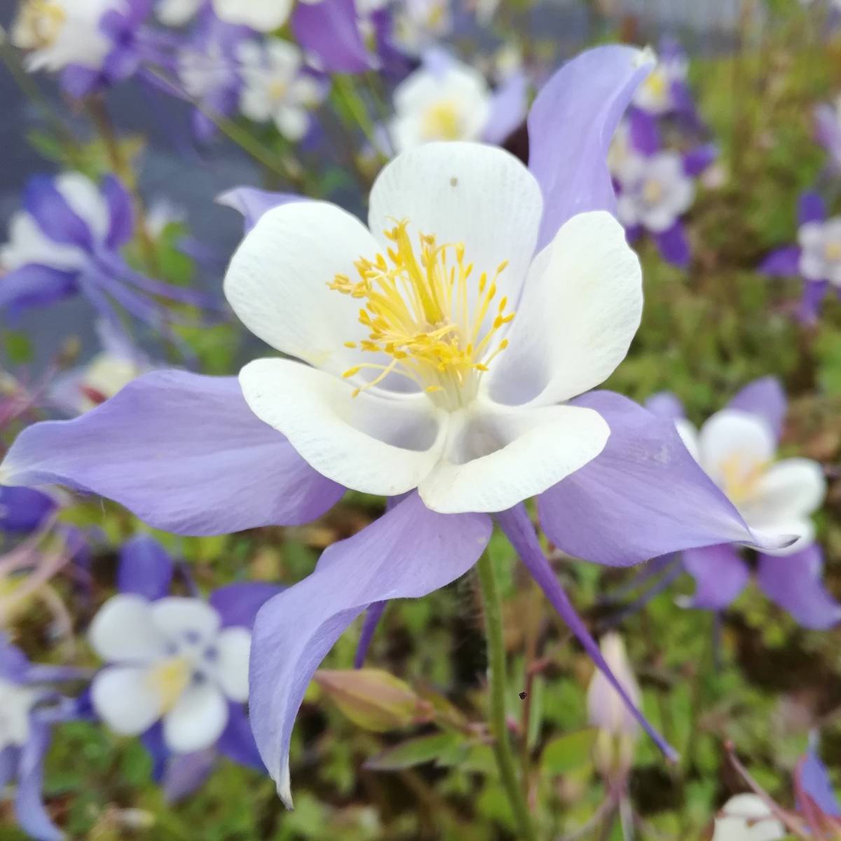 Promesse de Fleurs - Ancolie bleue - Aquilegia coerulea Godet de 8/9 cm