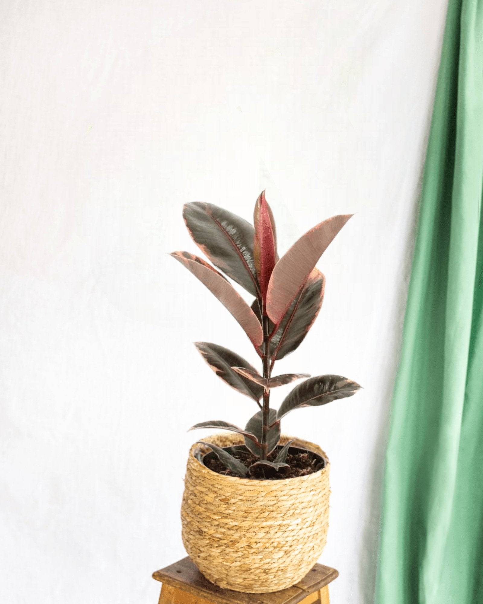 Ficus Elastica Belize - D17 H55cm