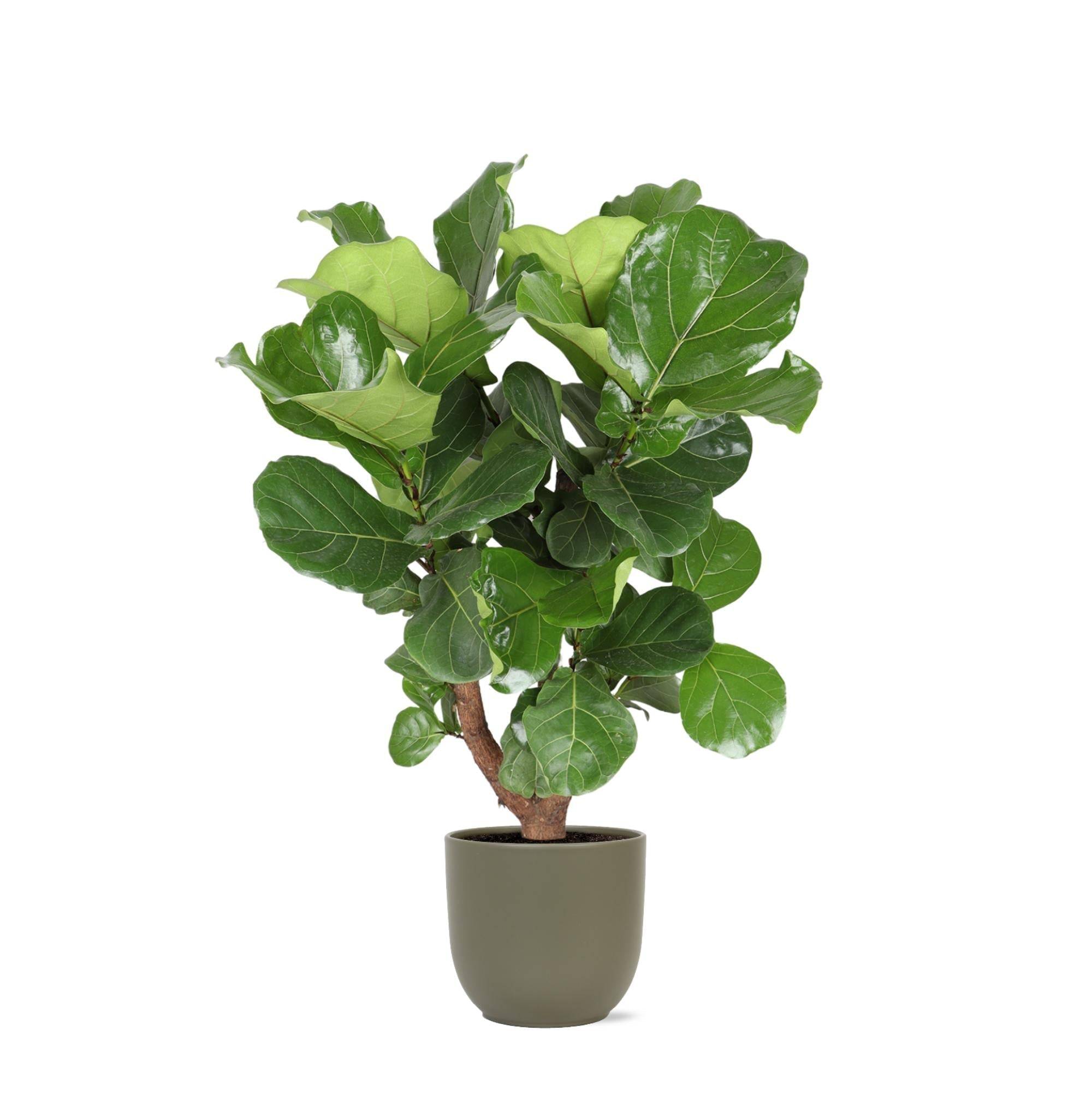 Ficus Lyrata et son pot- La Green Touch Olive - Hauteur 110cm