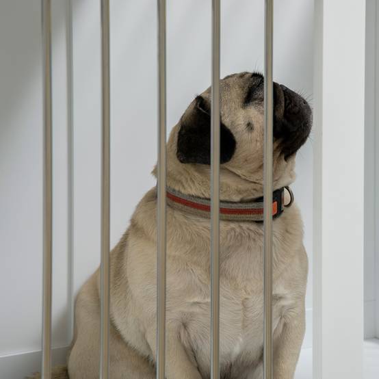 Cage pour chien avec portes et fonction de transport, MDF blanc, 80 x 50 x 56.5 cm - PANGIVO - Image 7