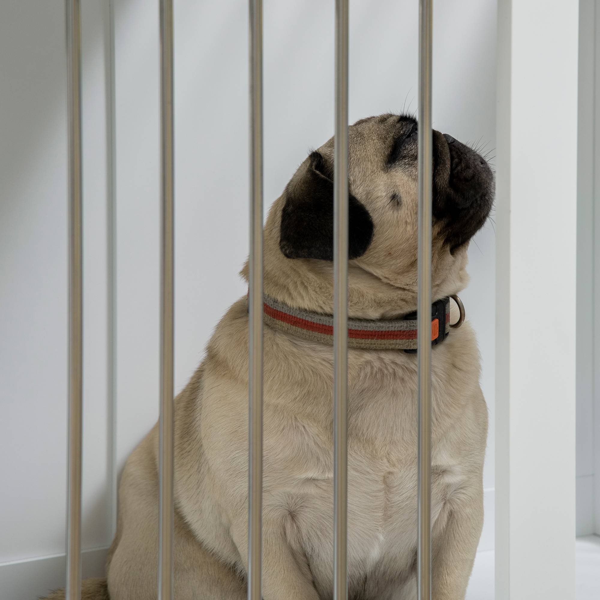 Cage pour chien avec portes et fonction de transport, MDF blanc, 80 x 50 x 56.5 cm - PANGIVO - Image 7