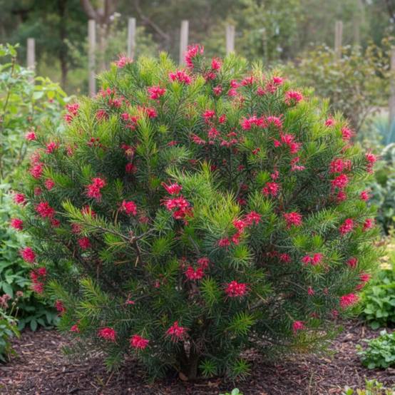 Grévilléa à feuilles de genévrier, Grevillea à fleurs Rose - feuillage Persistant - Pot de 7,5L - 40/60 cm- hauteur à maturité De 0,50 m à 1,00 m - Image 3