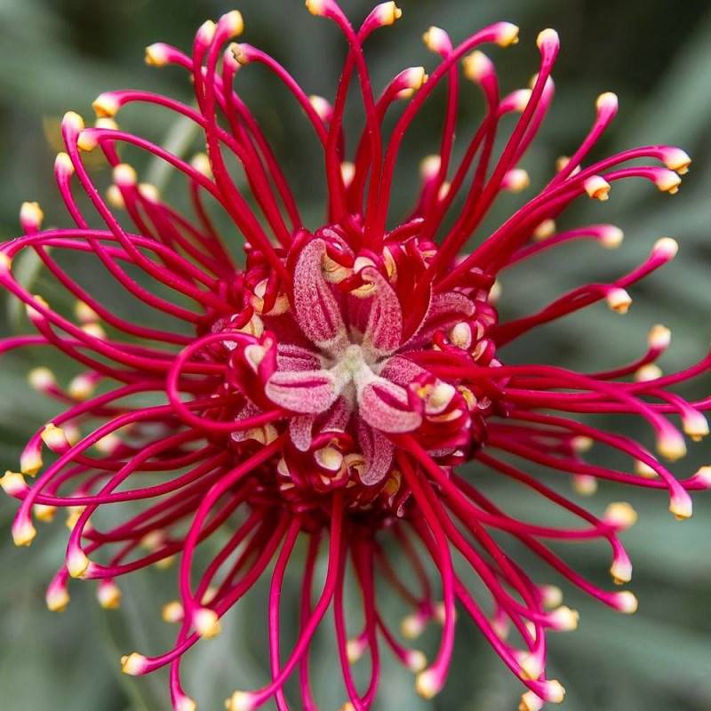 Grévilléa à feuilles de genévrier, Grevillea à fleurs Rose - feuillage Persistant - Pot de 7,5L - 40/60 cm-  hauteur à maturité De 0,50 m à 1,00 m - Image 1