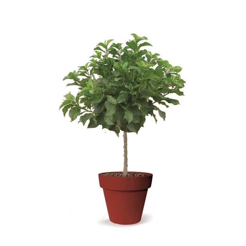 Cerisier nain Chérie Cherry - Nains de jardins® - Bon rendement - Pot de 4.5L - 30/60 cm - De 1,50 m à 2,00 m - Image 9