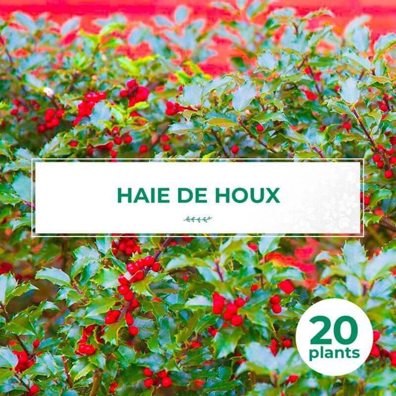 20 Haie Houx (Ilex Aquifolium) - Haie de Houx - 20 jeunes plants : taille 13/25cm - Pépinières Naudet - Imagen 1
