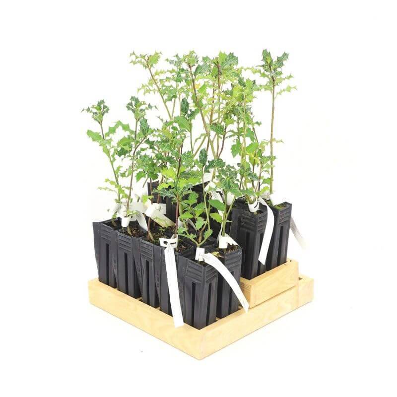 20 Haie Houx (Ilex Aquifolium) - Haie de Houx - 20 jeunes plants : taille 13/25cm - Pépinières Naudet - Imagen 3